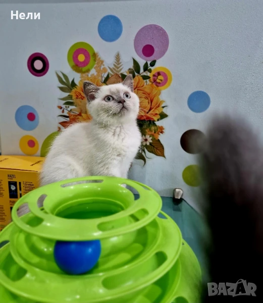 Чистокръвна с родословие Британска късокосместа , снимка 1