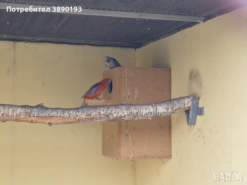 Пенантови розели, снимка 1