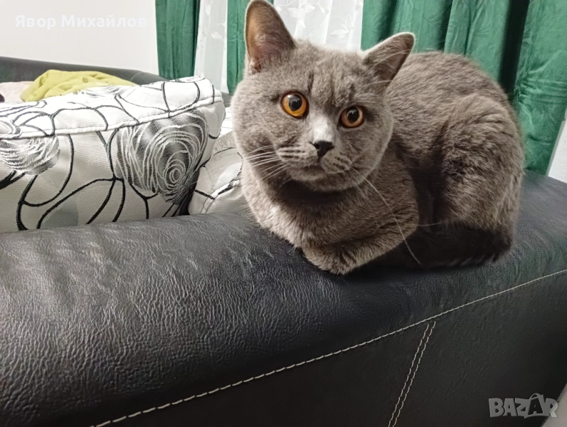 Късокосместа британка , снимка 1