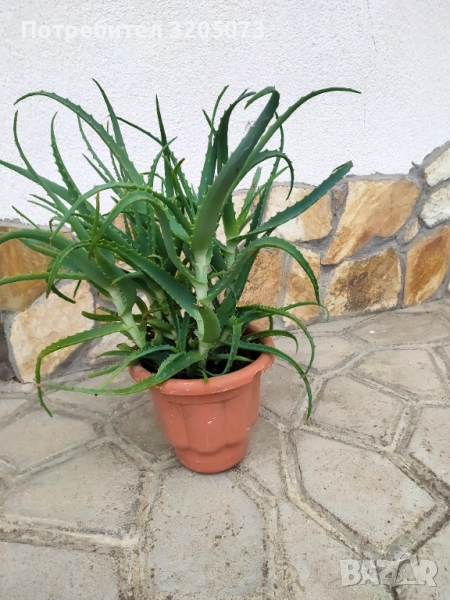 Алое, снимка 1