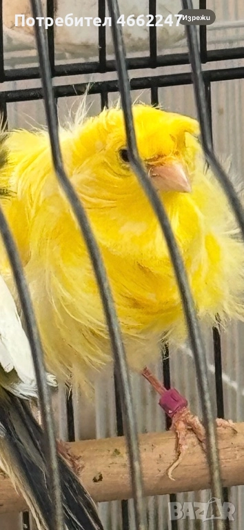 Канарчета порода “Подовано”, снимка 1