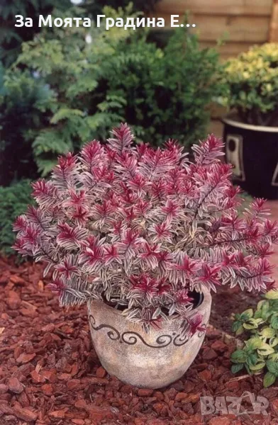 Хабе - Розова принцеса , снимка 1