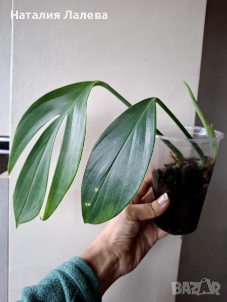 Eпипремнум, epipremnum Dragon Tail, снимка 1