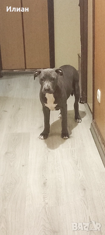 Питбул blue nose , снимка 1