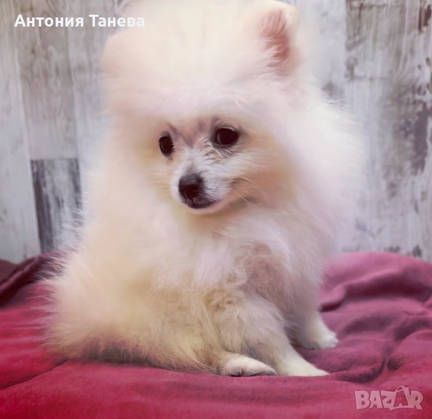 Померан, снимка 1