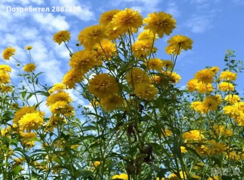Златна топка рудбекия, снимка 1
