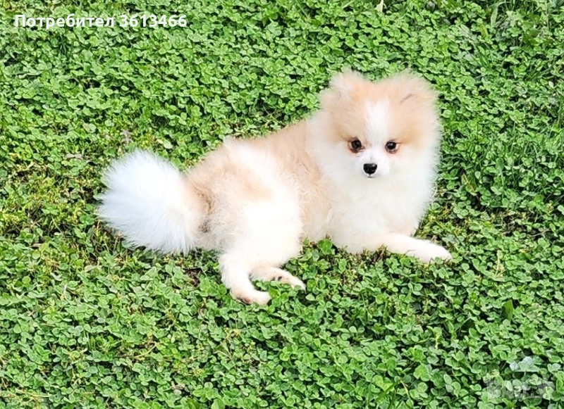 Миниатюрен мъжки померан чип,паспорт,вс.ваксини, снимка 1