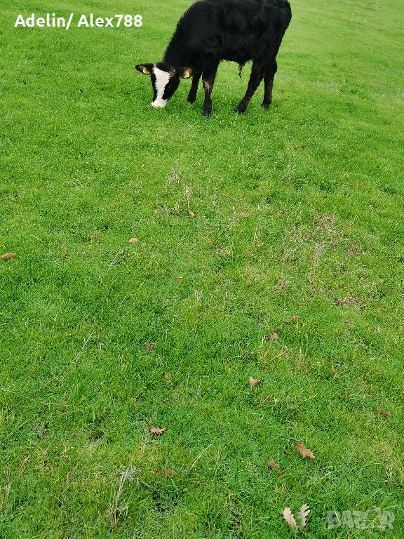 Продавам мъжки телета на 7 месеца, снимка 1