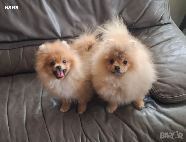 Мъжки померанчета, снимка 1