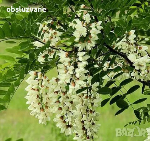 Резници от акация, снимка 1