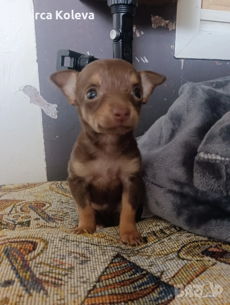 Мини женско пинчерче , снимка 1
