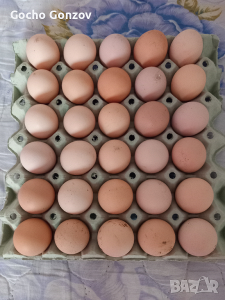 Разплодни яйца от нюхемпшир, снимка 1
