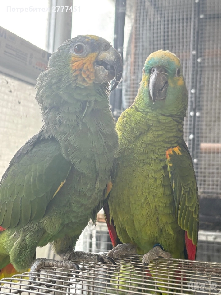 Работеща двойка амазони, снимка 1