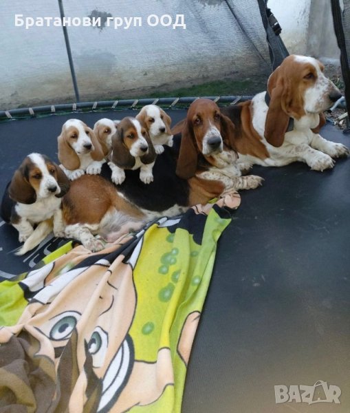 Басетхаунд, снимка 1