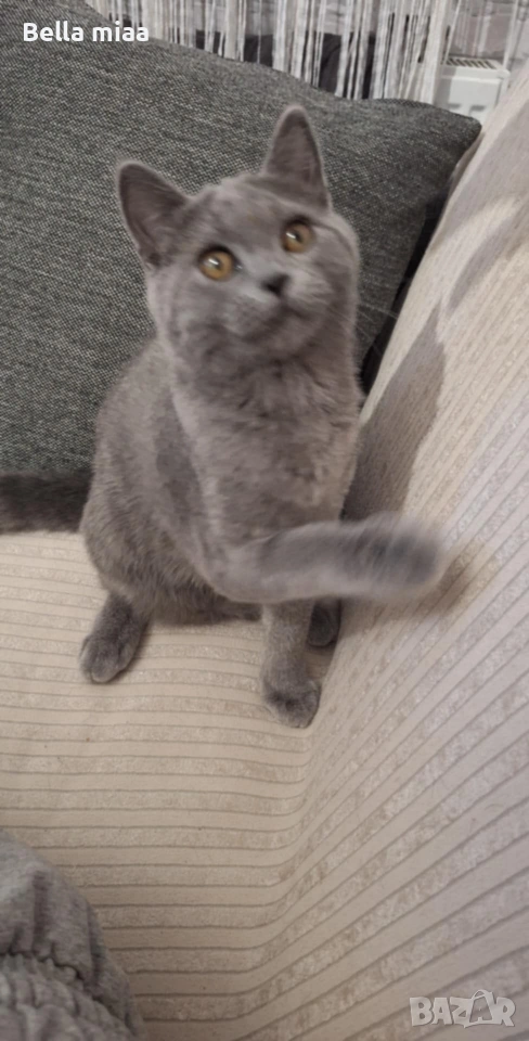 британчета мъжки родени на 30:08, снимка 1