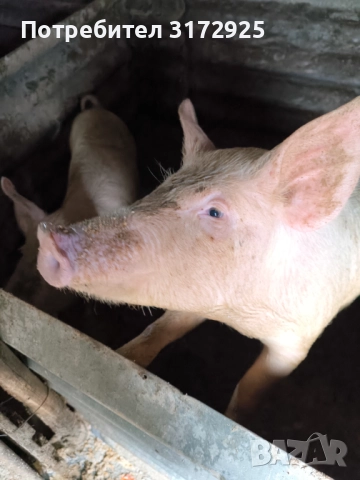 Продавам прасета , снимка 5 - Прасета - 52669901