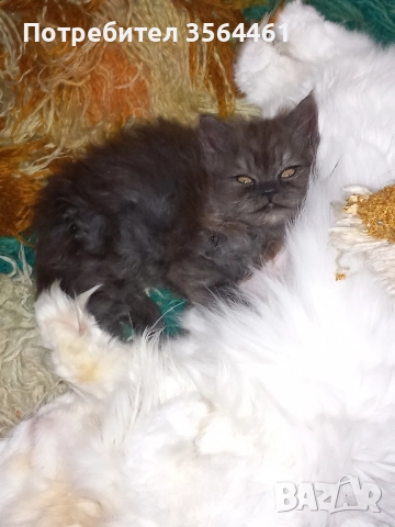 продавам персийско коте-мъжко, снимка 2 - Персийска - 52410928