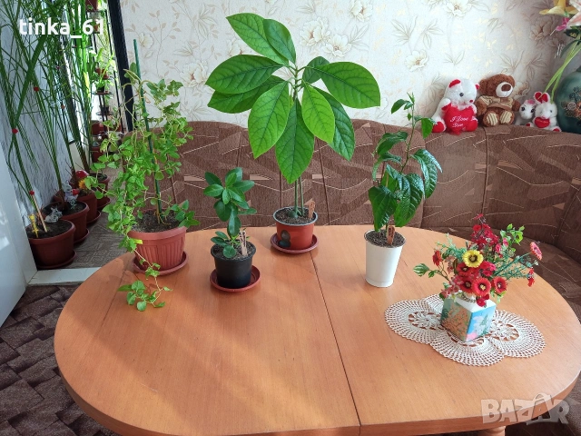 Стайни цветя , снимка 2 - Стайни растения - 50278681