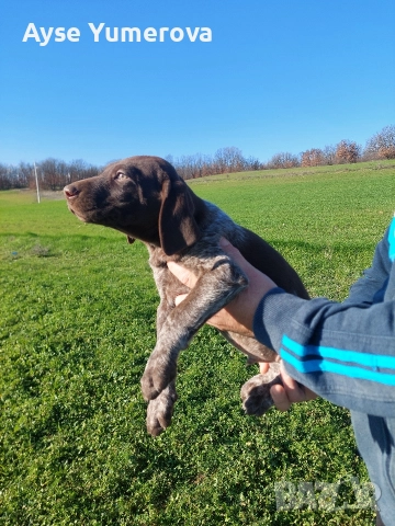 Kucuhari, снимка 8 - Курцхаар - 52918054