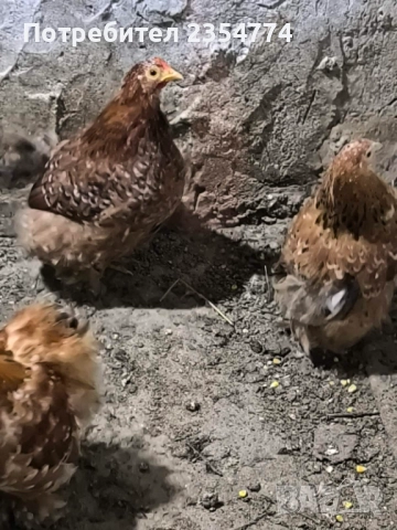кокошки мини кохини, снимка 3 - други­ - 52681882