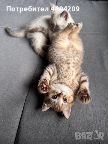 Британски късокосмести, снимка 4 - Британска късокосместа - 52344985