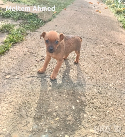 Продавам мъжки пинчер, снимка 4 - Пинчер - 52391861