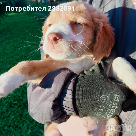 Подарявам тримесечно куче 