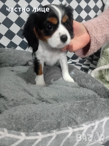 кавалер момиче, снимка 2 - Кавалер кинг чарлз шпаньол - 52591734