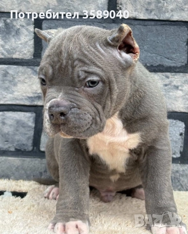 American Bully XL