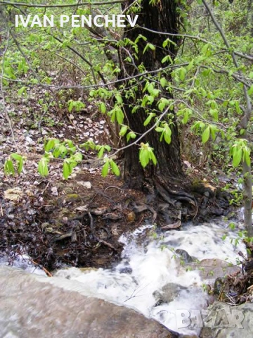 Продавам малка вила , снимка 13 - Вили - 53089897