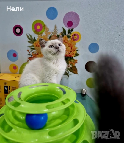 Чистокръвна с родословие Британска късокосместа , снимка 1