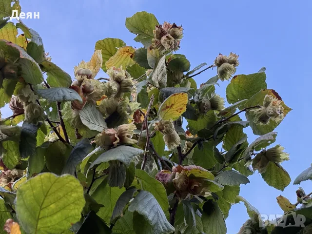 Лешници Hazelnut, снимка 3 - Други - 55886272