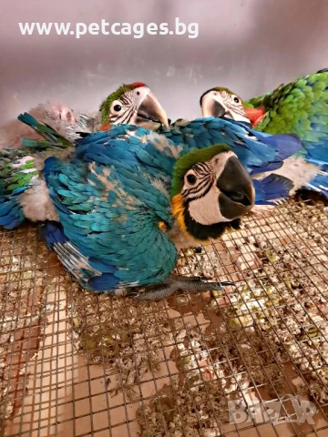 Синьо Жълта Ара - Бебета, снимка 3 - Папагали - 51185609