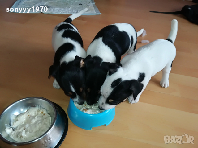 ДЖАКОВЕ СЛАДУРИ 0104221208, снимка 3 - Джак ръсел териер - 36305837