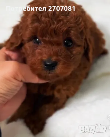 Той пудели, снимка 5 - Пудели - 48840560