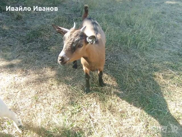 Мини кози - нигерийско джудже и мини холанска, снимка 7 - Други животни - 55246485