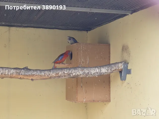 Пенантови розели, снимка 1