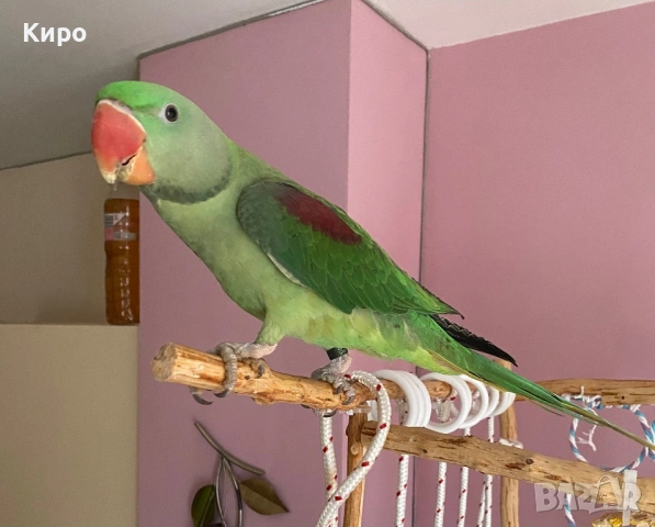Голям Александър с клетка , снимка 8 - Папагали - 53729907