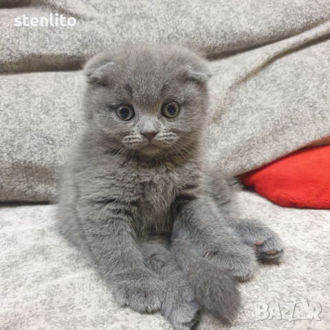 Шотландски котенца на 2 месеца, снимка 8 - Британска късокосместа - 32989455