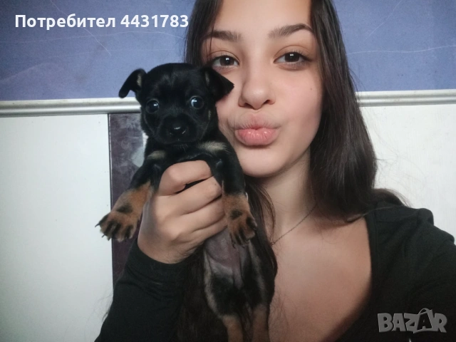 Пинчер, снимка 3 - Пинчер - 53507544