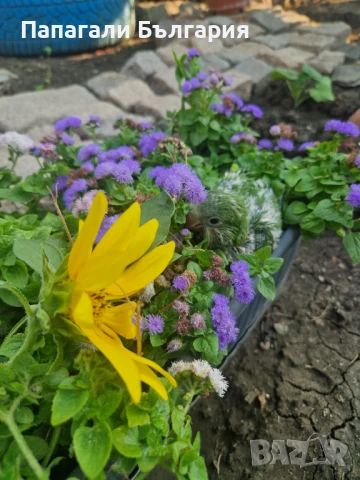 Ръчно хранени Монашески Папагалчета, снимка 6 - Папагали - 51069787