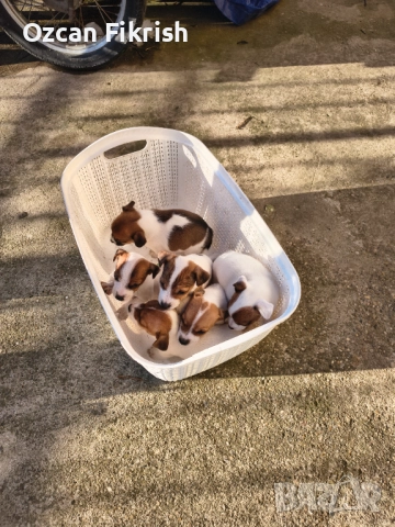 Продавам Джак Ръсел, снимка 4 - Джак ръсел териер - 52990906