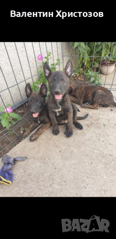 белгийска овчарка малиноа хердер , снимка 5 - Белгийска овчарка - 52656108