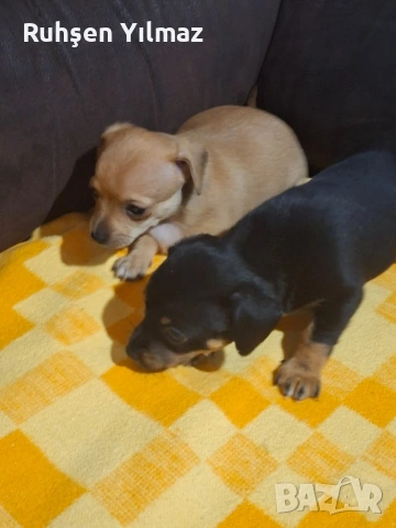 Продавам 4 пинчера на 40 дена 3 женски 1 мъжко , снимка 4 - Пинчер - 53099622