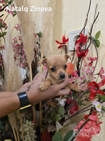 мини чиху пинчери, снимка 2 - Пинчер - 52509288