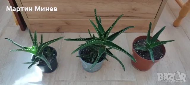 Продавам Алое / Aloe