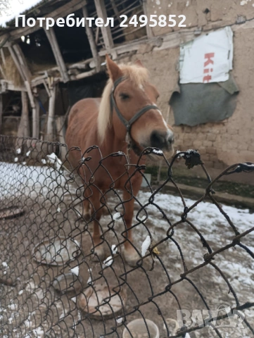 продавам кобила добра и кротка, снимка 4 - Коне - 53580624