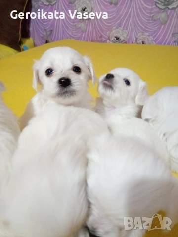 мини малтийски болонки, снимка 6 - Болонка - 53255121