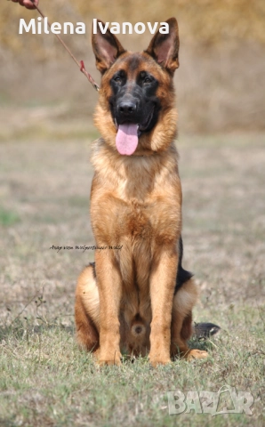 Младо мъжко куче син на Вицесветовен шампион 