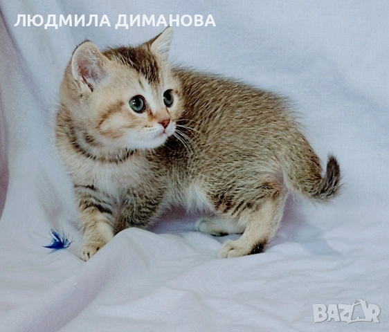 Шотландско мъжко. Златна чинчила. , снимка 3 - Британска късокосместа - 53614919